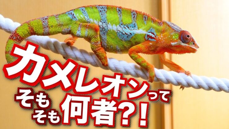 特別デザイン同じ段落のカメレオンのウインドブレーカーの女性の長いセクション2019年人気の春の気質のジャケットジャケットと春の新スター 「木漏れ日に変身するカメレオン」キャンバス地レプリカ（A4