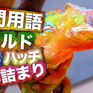 ワイルドとCBってなに？カメレオン専門用語の意味と特徴【解説】｜【カメレオンの飼い方】かーくんちゃんねる on Blog