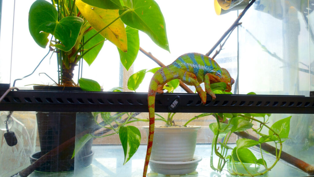 ケージはガラス？メッシュ？カメレオンのケージの選び方【解説  