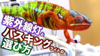 カメレオンの紫外線灯＆バスキングライトを選ぶ!! おすすめも紹介 