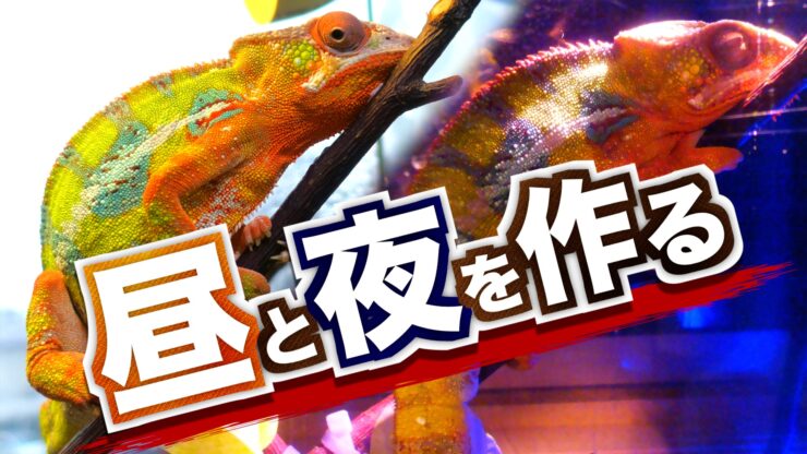カメレオンに昼と夜を作る!! 明かりとり＆保温球＆タイマーの選び方 