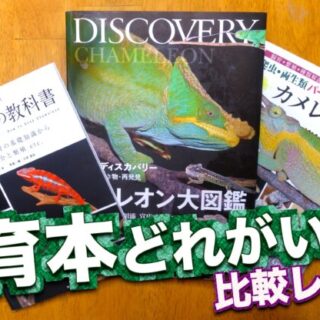 カメレオンの飼育本3冊まとめてレビュー!!【レビュー 