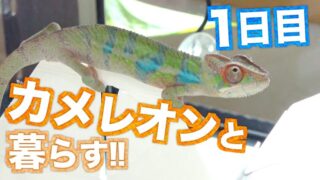 カメレオンとの生活1日目!! お迎え当日の注意点まとめ!【解説】