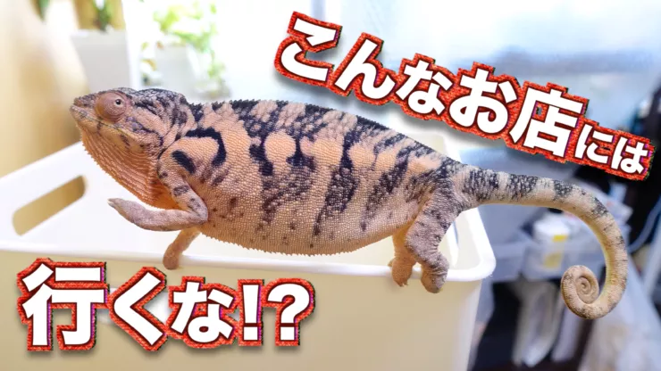 避けるべきカメレオン販売店の特徴6選!!こんな店は信用できない!【コラム】